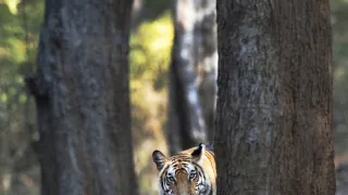 Zázračná planéta: Dynastie (5/5)