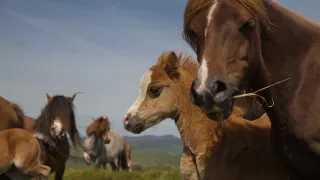 Wales - divoká příroda západu Velké Británie
