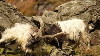 Wales - divoká příroda západu Velké Británie