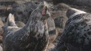 Wales - divoká příroda západu Velké Británie