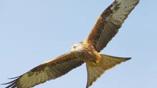 Wales - divoká příroda západu Velké Británie