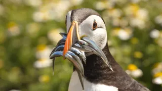 Wales - divoká příroda západu Velké Británie