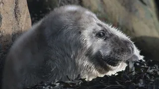 Wales - divoká příroda západu Velké Británie