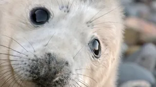 Wales - divoká příroda západu Velké Británie