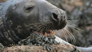 Wales - divoká příroda západu Velké Británie