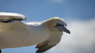 Wales - divoká příroda západu Velké Británie