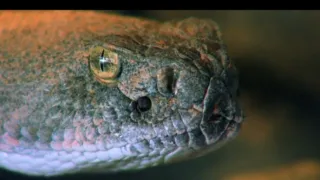 Zabijáci v divočině (5)