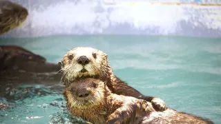 Zvieracie mamy (3/3)