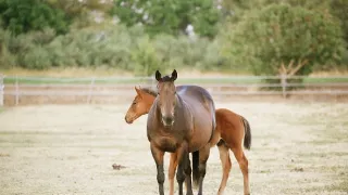 Zvieracie mamy (3/3)