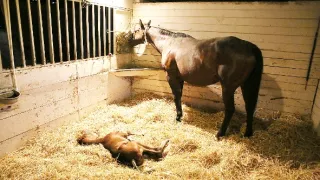 Zvieracie mamy (3/3)