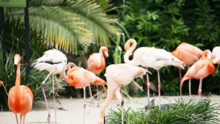 Zvieracie mamy (3/3)