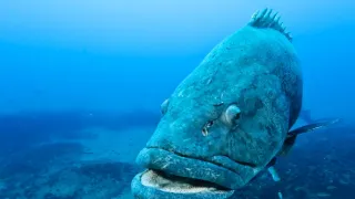 Velkolepé oceány (2)