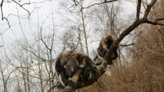 Divoká príroda Číny (2/2)