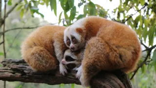 Divoká príroda Číny (2/2)