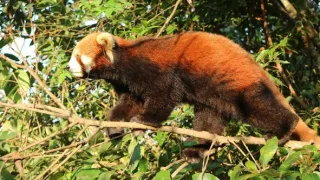 Divoká príroda Číny (2/2)