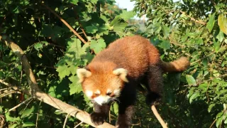 Divoká príroda Číny (2/2)