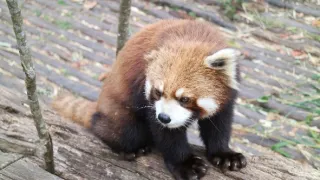 Divoká príroda Číny (2/2)