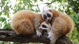 Divoká príroda Číny (2/2)