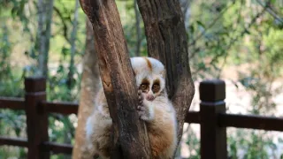 Divoká príroda Číny (2/2)