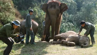 Divoká príroda Číny (2/2)
