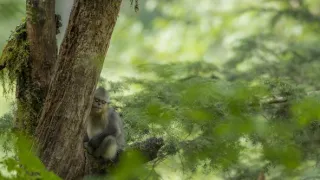 Tajemné opice ze Šangri-la