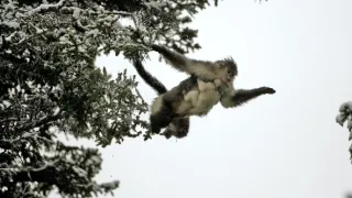 Tajemné opice ze Šangri-la