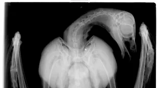 Divoké zločiny (3)