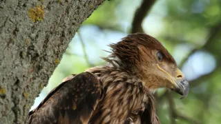 Divoké zločiny (3)