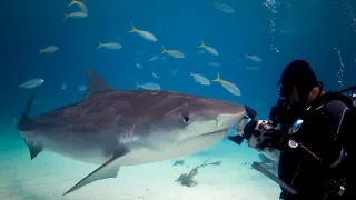 Divoké zločiny (3)