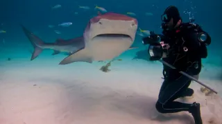 Divoké zločiny (3)