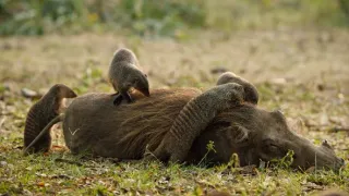 Kalahari - zákony pouště (1/2)