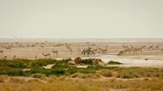 Kalahari - zákony pouště (1/2)