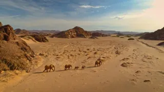 Kalahari - zákony pouště (1/2)