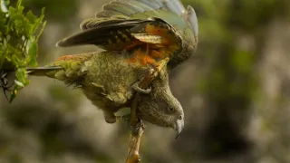 Vtáčia inteligencia bez hraníc