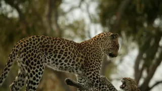 Život s veľkými mačkami