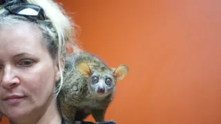 Pohotovost pro exotická zvířata VII (8)