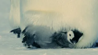 Zázračná planéta: Dynastie (2/5)