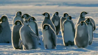 Zázračná planéta: Dynastie (2/5)