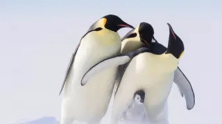 Zázračná planéta: Dynastie (2/5)