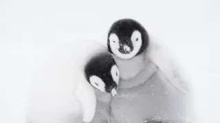 Zázračná planéta: Dynastie (2/5)