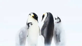 Zázračná planéta: Dynastie (2/5)