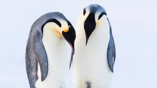 Zázračná planéta: Dynastie (2/5)