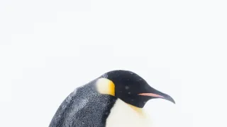 Zázračná planéta: Dynastie (2/5)