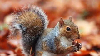 Tajomstvo veveričiek