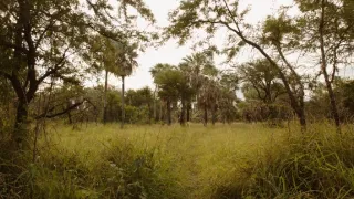 České stopy v rostlinné říši Latinské Ameriky