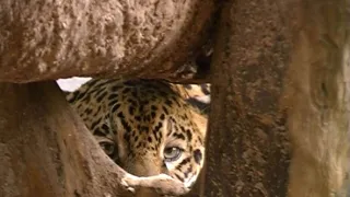 České stopy v rostlinné říši Latinské Ameriky