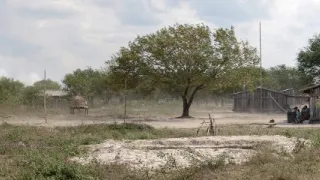 České stopy v rostlinné říši Latinské Ameriky