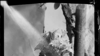 České stopy v rostlinné říši Latinské Ameriky