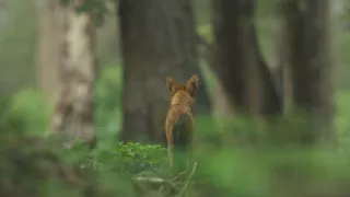 Zázračná planeta: Planeta Země III (5/8)