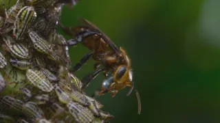 Zázračná planeta: Planeta Země III (5/8)